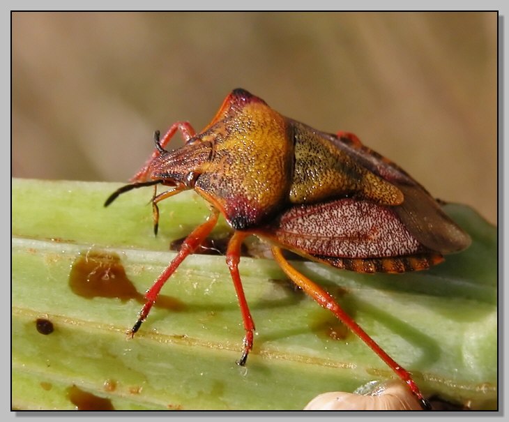 Carpocoris pudicus? Nooooooo... Carpocoris mediterraneus